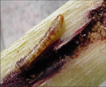 La mosca amazonica (metagonistylum minense) y el control de diatreae en caña de azucar, maiz, sorgo y arroz - Image 7