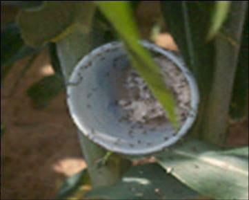 La mosca amazonica (metagonistylum minense) y el control de diatreae en caña de azucar, maiz, sorgo y arroz - Image 10