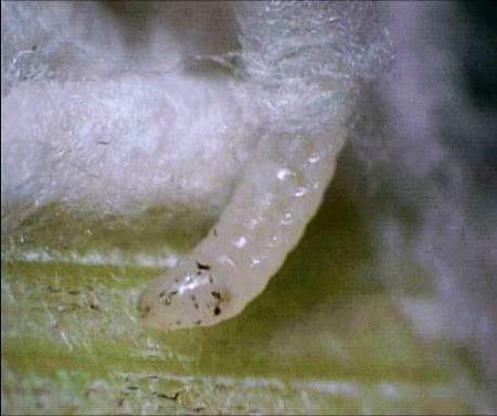 La mosca amazonica (metagonistylum minense) y el control de diatreae en caña de azucar, maiz, sorgo y arroz - Image 11