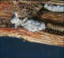 La mosca amazonica (metagonistylum minense) y el control de diatreae en caña de azucar, maiz, sorgo y arroz - Image 12