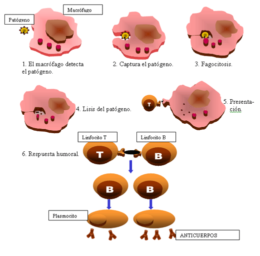 Inmunomodulación en porcinos: Principios y alcances - Image 1