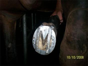 Un aporte en el tratamiento de laminitis e infosura en equinos - Image 5