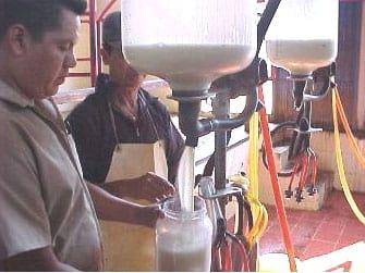 Evaluación de adsorbentes de micotoxinas en bovinos productores de leche - Image 1