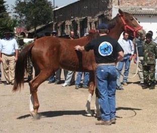 El amanse previo del caballo. Requisito fundamental para herrar sin riesgo - Image 1