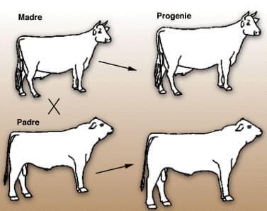 Principios de reproducción y selección animal - Image 1