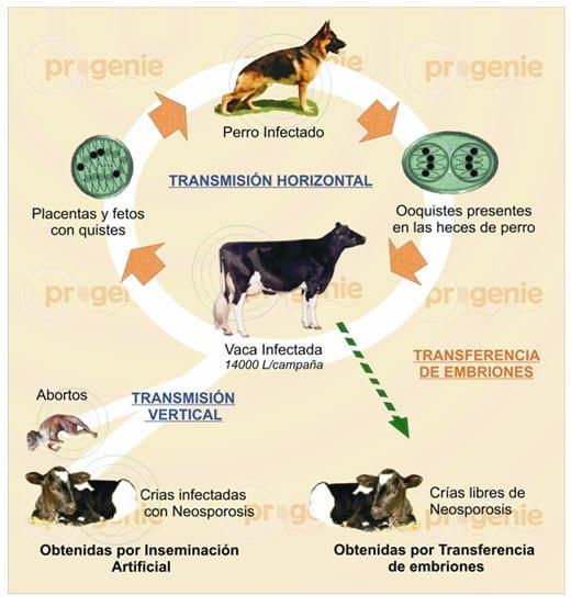 Alternativa para prevenir la transmisión vertical de Neosporosis en vacas de alto potencial genético: Transferencia de embriones - Image 1