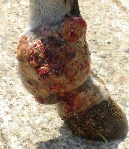 Granuloma parasitario en un caballo criollo – Caso clínico - Image 1