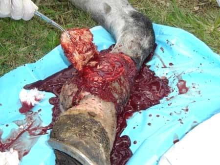 Granuloma parasitario en un caballo criollo – Caso clínico - Image 2