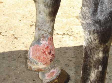 Granuloma parasitario en un caballo criollo – Caso clínico - Image 3