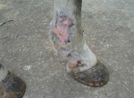 Granuloma parasitario en un caballo criollo – Caso clínico - Image 4