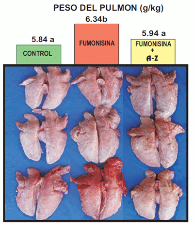 Organos Susceptibles - Clave en la eficacia de un adsorbente de micotoxinas - Image 13