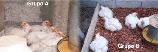 Utilización del acido acético y orégano en la regulación del ecosistema intestinal de aves de corral - Image 9