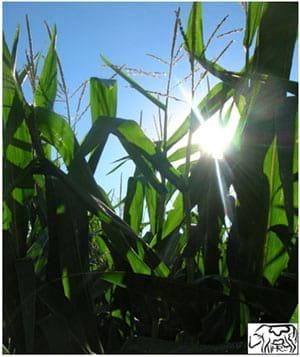 Ensilado de maíz para ganado lechero, Consejos prácticos ilustrados para mejorar la calidad del ensilado (Segunda Parte) - Image 1