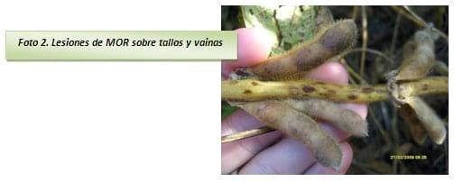 Comportamiento de cultivares de soja frente a mancha en ojo de rana. Red de ensayos de agricultores federados argentinos zona norte. Ciclo agricola 2008/2009 - Image 8