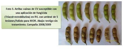 Comportamiento de cultivares de soja frente a mancha en ojo de rana. Red de ensayos de agricultores federados argentinos zona norte. Ciclo agricola 2008/2009 - Image 9