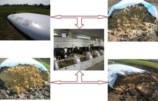 Alimentos alternativos para ganado lechero: Ensilaje de Granos de Destilería Húmedos (Primera Parte) - Image 6