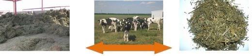 Alimentos alternativos para ganado lechero: Ensilaje de Granos de Destilería Húmedos (Primera Parte) - Image 2