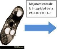 Inoculante Bacteriano producido con Tecnología Osmo Protectora - Image 1