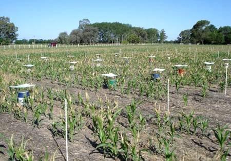 Pérdidas de nitrógeno por volatilización y su implicancia en el rendimiento del cultivo de maíz en pergamino (bs as). Efectos de fuente, dosis y uso de inhibidores. - Image 1