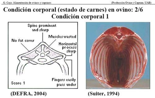 Manejo Ovinocaprino: El estándar orgánico - Condición Corporal - Image 3