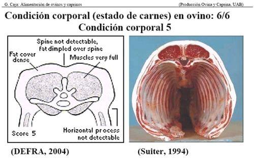 Manejo Ovinocaprino: El estándar orgánico - Condición Corporal - Image 7