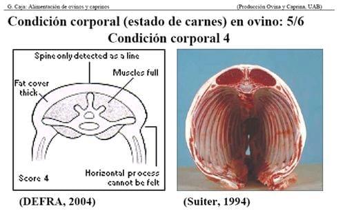 Manejo Ovinocaprino: El estándar orgánico - Condición Corporal - Image 6