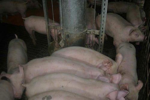 El estrés, un factor ha tener en cuenta en la producción porcina - Image 10