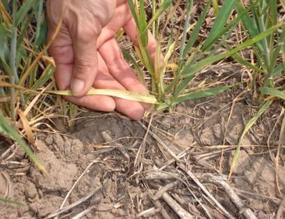Evaluación de la susceptibilidad al wheat streak mosaic virus (wsmv) en infecciones artificiales de diferentes cultivares de trigo - Image 2