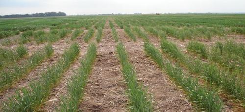 Evaluación de la susceptibilidad al wheat streak mosaic virus (wsmv) en infecciones artificiales de diferentes cultivares de trigo - Image 1