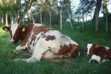 Manejo del periparto en vacas lecheras: Un desafio indispensable - Image 2