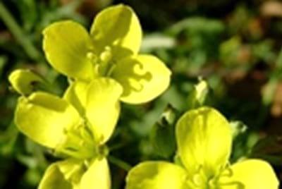 Evaluación de la calidad de la flor amarilla (diplotaxis tenuifolia) y sus efectos en la producción de carne - Image 1