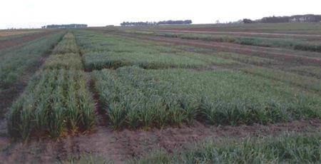 Trigo: Incidencia de wheat streak mosaic virus (wsmv) según fechas de siembra - Image 2
