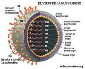 Influenza, ¿Ad Portas de una pandemia mortal? - Image 4
