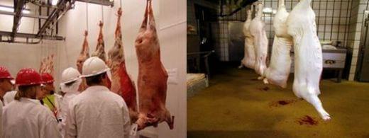 Producción porcina en Argentina, El Mercado nos llama - Image 2