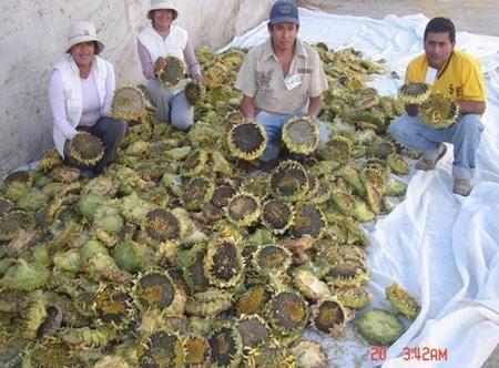 El cultivo de girasol como alternativa que contribuye al desarrollo sostenible - Image 4