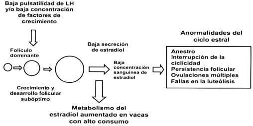 Perfil endocrino y reproductivo durante la lactación relacionado con el anestro postparto y la modulación ovárica para mejorar la eficiencia en la vaca lechera - Image 1