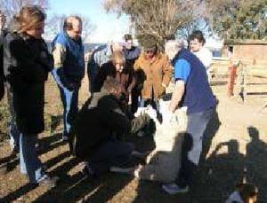 Situación actual de los Tambos ovinos en Argentina - Image 7