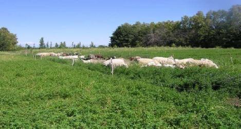 Situación actual de los Tambos ovinos en Argentina - Image 3