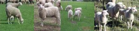 Situación actual de los Tambos ovinos en Argentina - Image 4