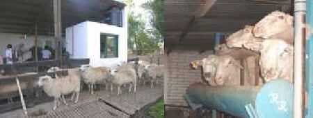 Situación actual de los Tambos ovinos en Argentina - Image 9