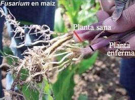 Obtención de microorganismos con posible control sobre Fusarium en maíz - Image 7