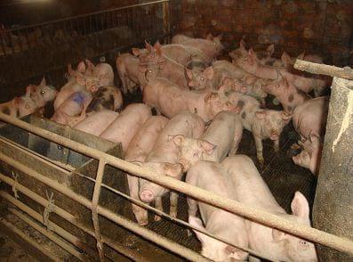 Recomendaciones prácticas para reducir el impacto ambiental en granjas porcinas - Image 2