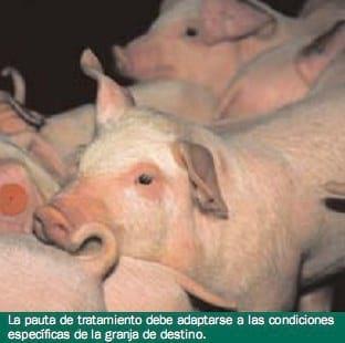 Tratamiento de las infecciones respiratorias del porcino mediante doxiciclina en pienso. Patógenos implicados y pautas posibles de control - Image 4