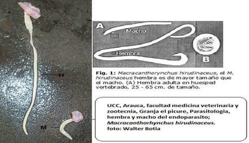Identificación de Macracanthorhynchus hirudinaceus en cerdos criollos sacrificados en el Municipio de Arauca-Colombia - Image 3