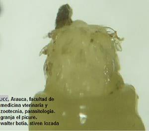 Identificación de Macracanthorhynchus hirudinaceus en cerdos criollos sacrificados en el Municipio de Arauca-Colombia - Image 2