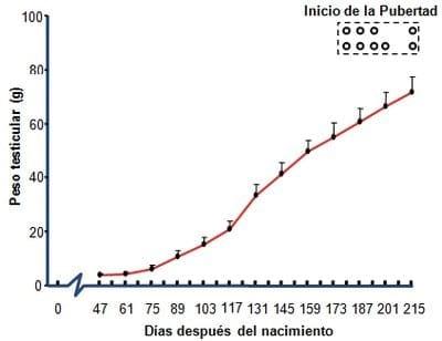 Determinación del inicio de la pubertad en machos cabríos de la raza alpino nacidos en invierno en el subtrópico mexicano - Image 3