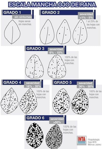 Ensayo comparativo de variedades de soja en la localidad de Pergamino, Campaña 2009-2010 - Image 7