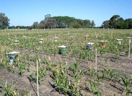 Pérdidas de nitrógeno por volatilización y su implicancia en el rendimiento del cultivo de maíz. Efectos de fuente, dosis y uso de inhibidores - Image 1
