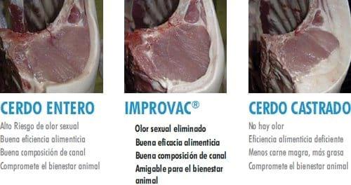 Inmunocastración en cerdos - Pfizer presenta Improvac - Image 9