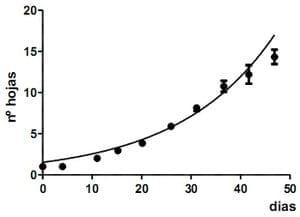 Dinámica de aparición de hojas en sphaeralcea bonarensis como metodo para el calculo de su temperatura base - Image 18